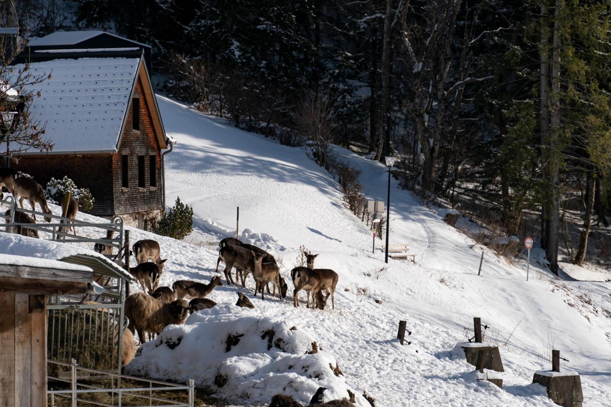 Peterhof Chalets Batschuns Exteriér fotografie